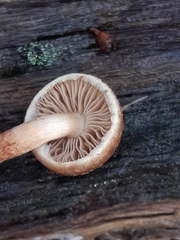 Hypholoma brunneum