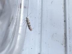 Argyresthia trifasciata