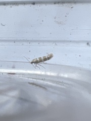 Argyresthia trifasciata