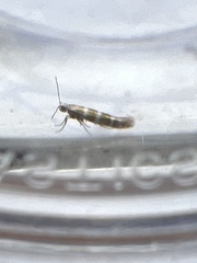 Argyresthia trifasciata