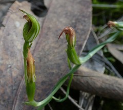 Pterostylis clivosa