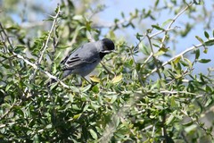 Curruca ruppeli