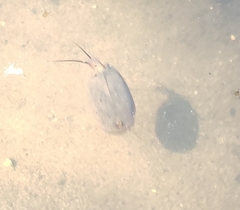 Triops cancriformis