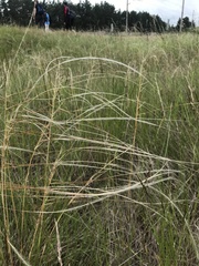 Stipa borysthenica