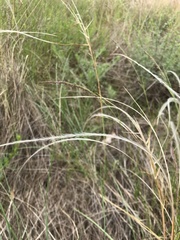 Stipa borysthenica