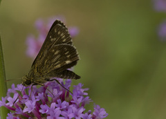 Hesperiinae