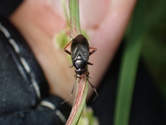 Capsus ater