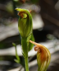 Pterostylis clivosa