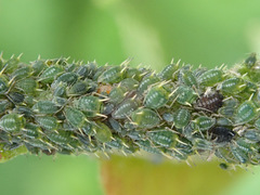 Aphis farinosa
