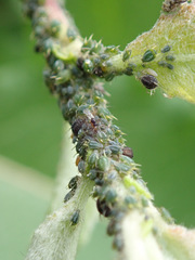 Aphis farinosa