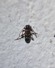 Phymatodes alni