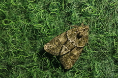 Cryphia fraudatricula