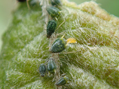 Aphis farinosa