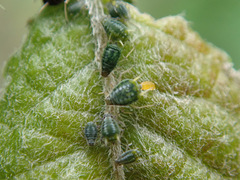 Aphis farinosa