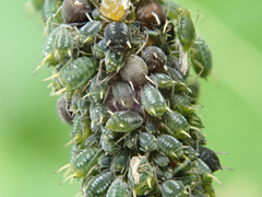 Aphis farinosa