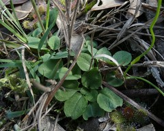 Pterostylis clivosa