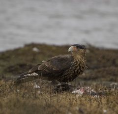 Caracara plancus plancus