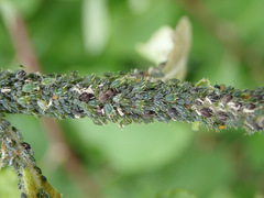 Aphis farinosa