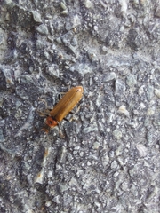 Denticollis linearis