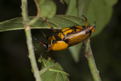 Cyrtotrachelus thompsoni