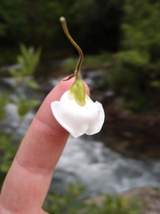 Bowkeria verticillata