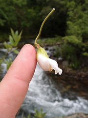 Bowkeria verticillata