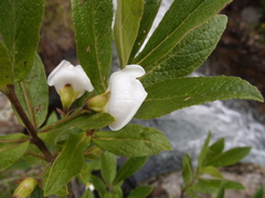 Bowkeria verticillata