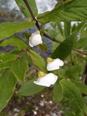 Bowkeria verticillata