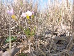 Oxalis monophylla stenophylla
