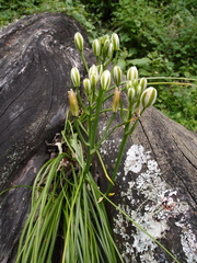 Albuca fastigiata
