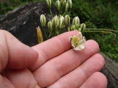 Albuca fastigiata
