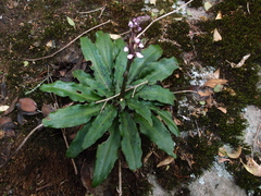 Stenoglottis