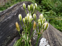 Albuca fastigiata
