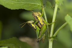 Acrididae