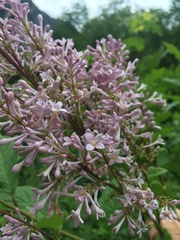 Syringa josikaea