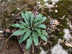 Stenoglottis