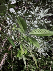 Vitex pinnata
