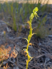 Pterostylis daintreana