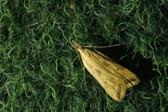 Dichomeris limosellus