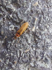 Denticollis linearis