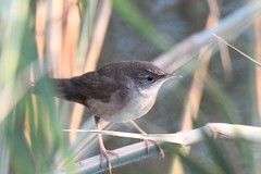 Locustella luscinioides