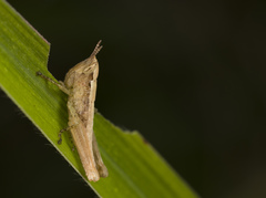 Acrididae
