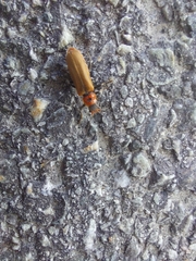 Denticollis linearis