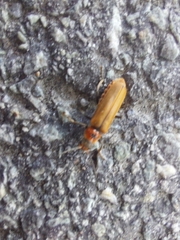 Denticollis linearis