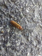 Denticollis linearis