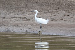 Egretta garzetta