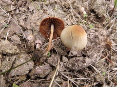 Conocybe rickenii