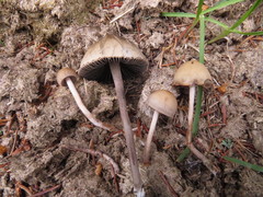 Panaeolus olivaceus