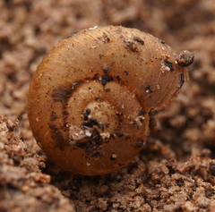 Stenacapha hamiltoni