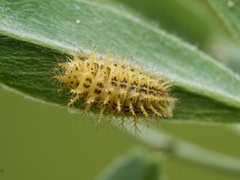 Subcoccinella vigintiquatuorpunctata